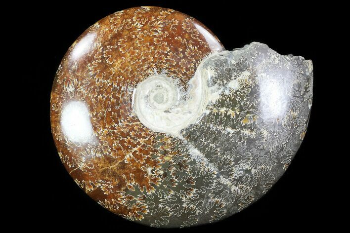 Wide, Polished Ammonite Fossil (Cleoniceras) - Madagascar #76103